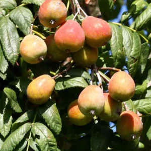 SORBUS DOMESTICA  GEMM. ML.50