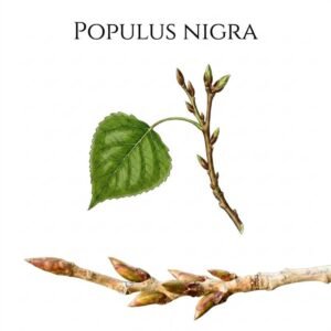 POPULUS NIGRA Gemmoderivato ML. 50