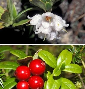 VACCINIUM VITIS - IDAEA MACERATO GLICERICO ML. 50